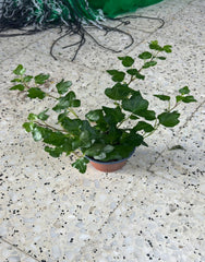 Small indoor English Ivy (Hedera Helix) hanging air purifying plant from Plant House with lush green trailing vines.