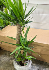 Dracaena Yucca Plant by Plants House Gardening featuring tall, spiny-leafed Yucca Elephantipes with a sturdy pot.
