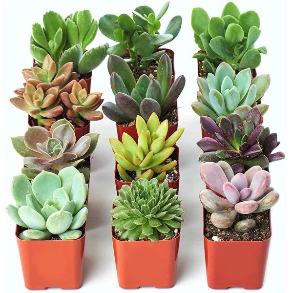 Ornamental succulents from Plants House Gardening, decorative indoor and outdoor mini plants with diverse shapes and vibrant colors.