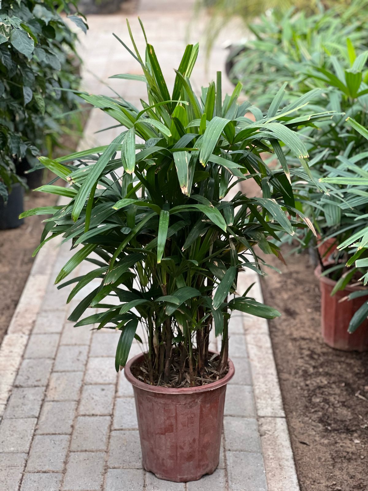 Healthy Rhapis excelsa plant from Plants House Gardening Work LLC with lush green fronds and a sturdy trunk.