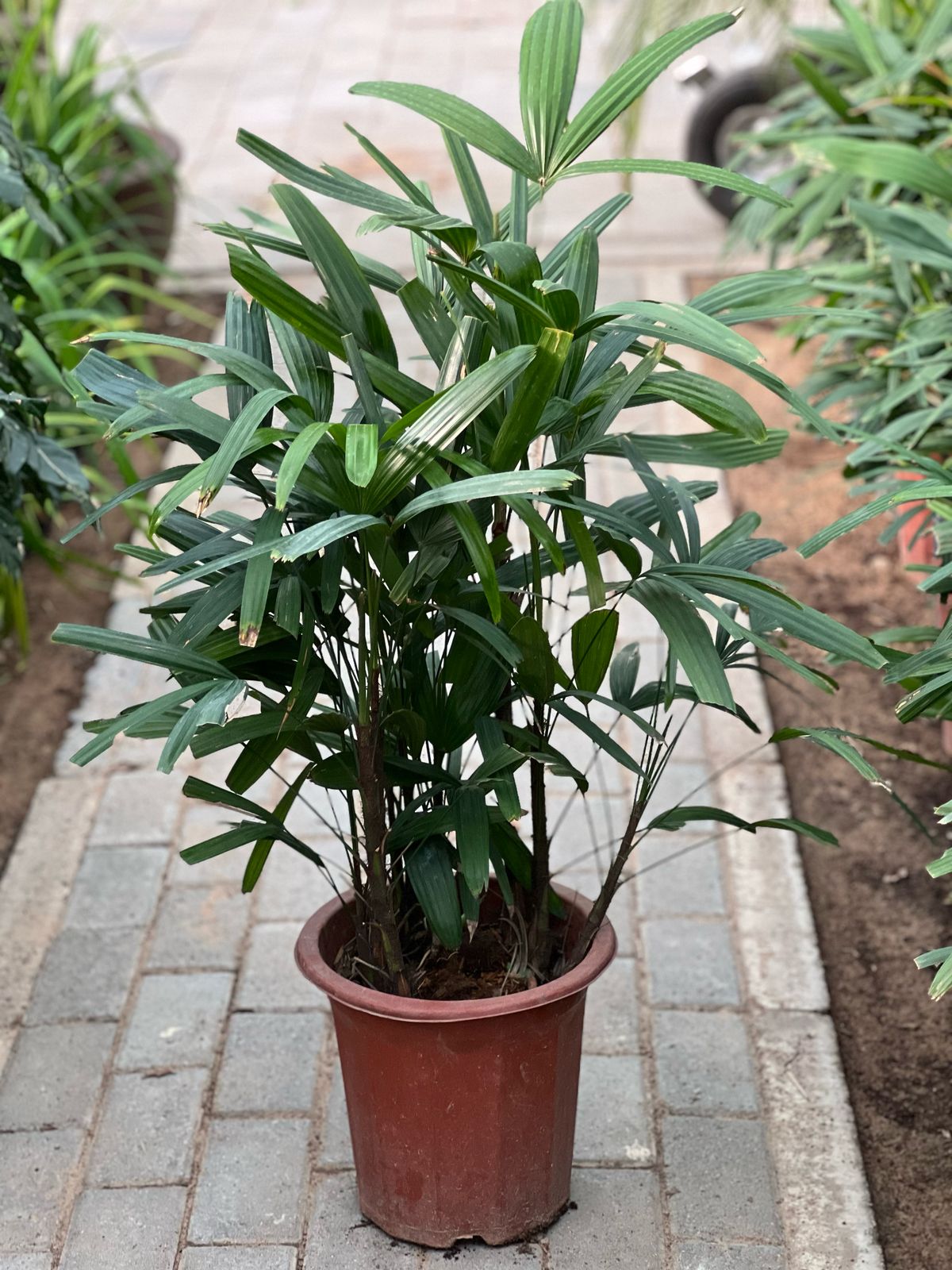 Healthy Rhapis excelsa palm plant with lush green fronds in a 30cm to 40cm pot, from Plants House Gardening Work LLC.