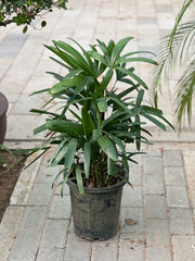 Healthy Rhapis excelsa palm plant with lush green fronds in a 30cm to 40cm pot by Plants House Gardening Work LLC.