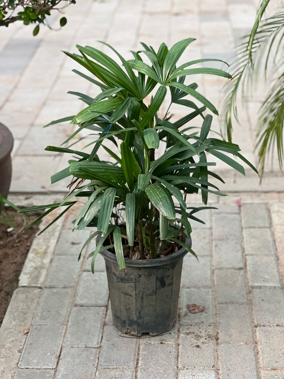 Healthy Rhapis excelsa palm tree from Plants House Gardening Work LLC, showcasing its lush green fronds and slender trunk.