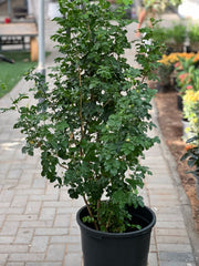 Healthy Murraya paniculata orange jasmine shrub from Plants House Gardening Work LLC, featuring lush green foliage and vibrant flowers.