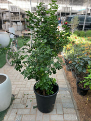 Murraya paniculata, orange jasmine plant from Plants House Gardening Work LLC, 60-90cm tall in a 10L container, lush green foliage.