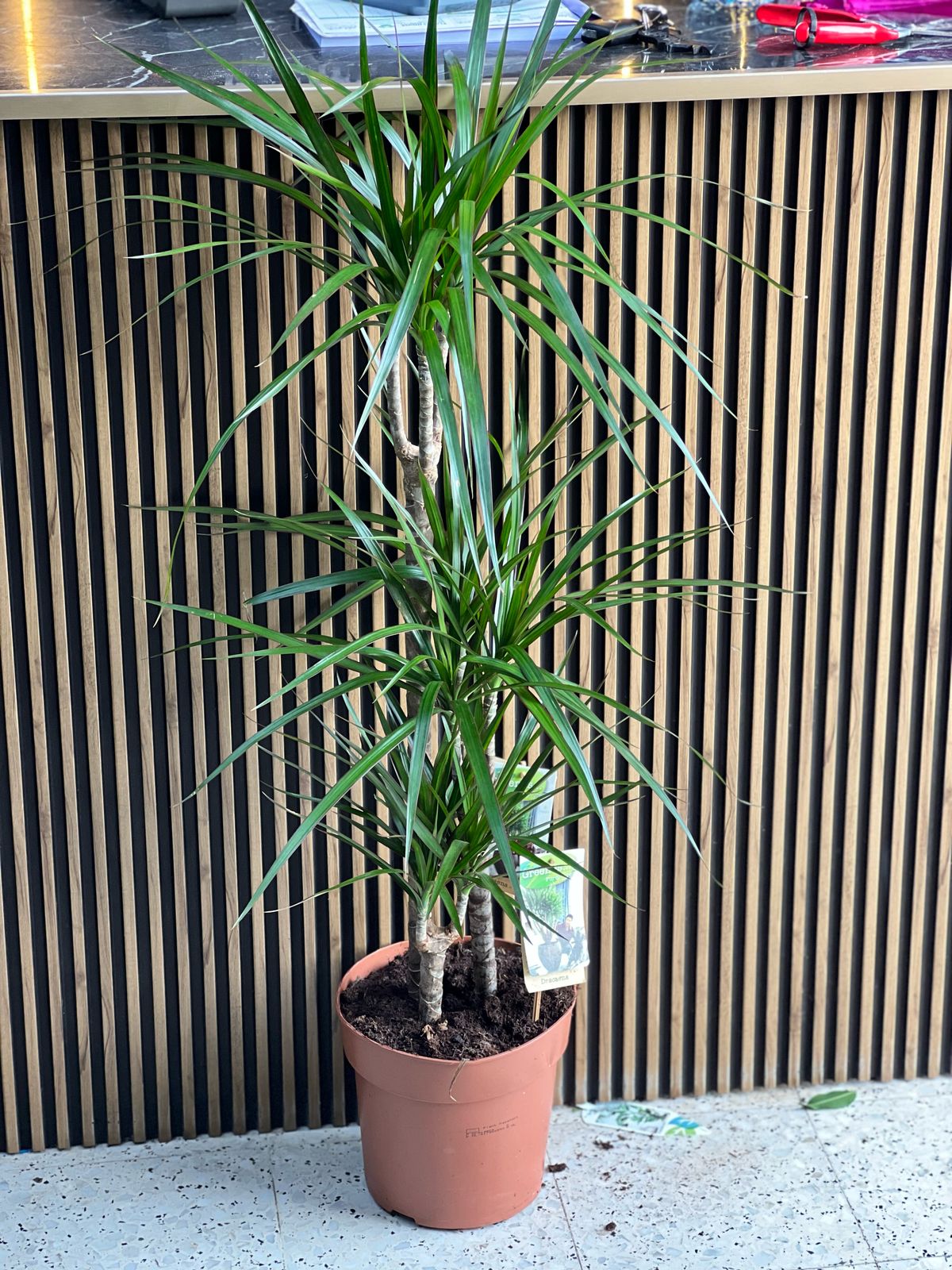 Dracaena Marginata Madagascar Dragon Tree with slender green leaves and red-edged foliage, potted plant for indoor or outdoor decor.