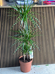 Dracaena Marginata Madagascar Dragon Tree with slender green leaves and red-tinged edges, potted as a decorative houseplant.