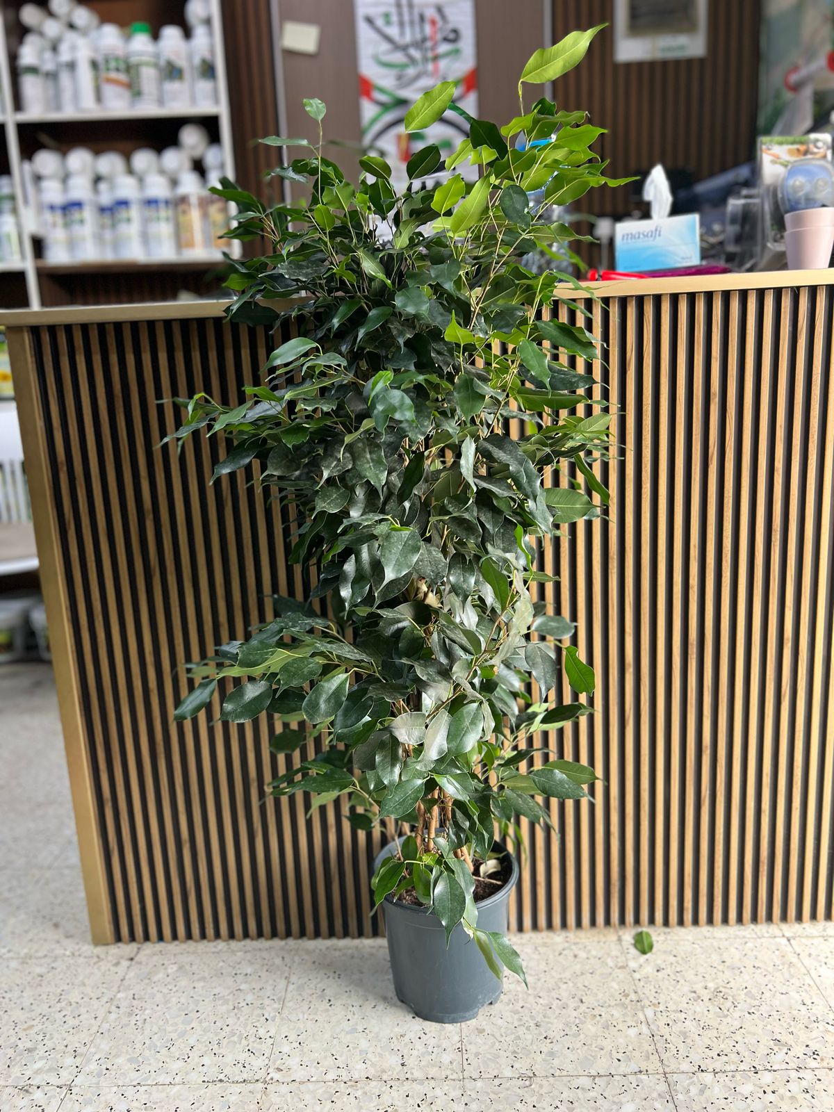 Ficus Benjamina, also known as Weeping Fig, 100cm to 120cm tall, lush green indoor plant by Plants House Gardening Work LLC