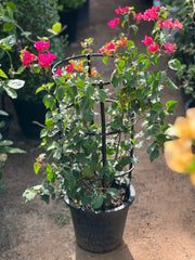 Bougainvillea plant from Plants House, 30-40cm tall, with vibrant purple bracts and lush green foliage.