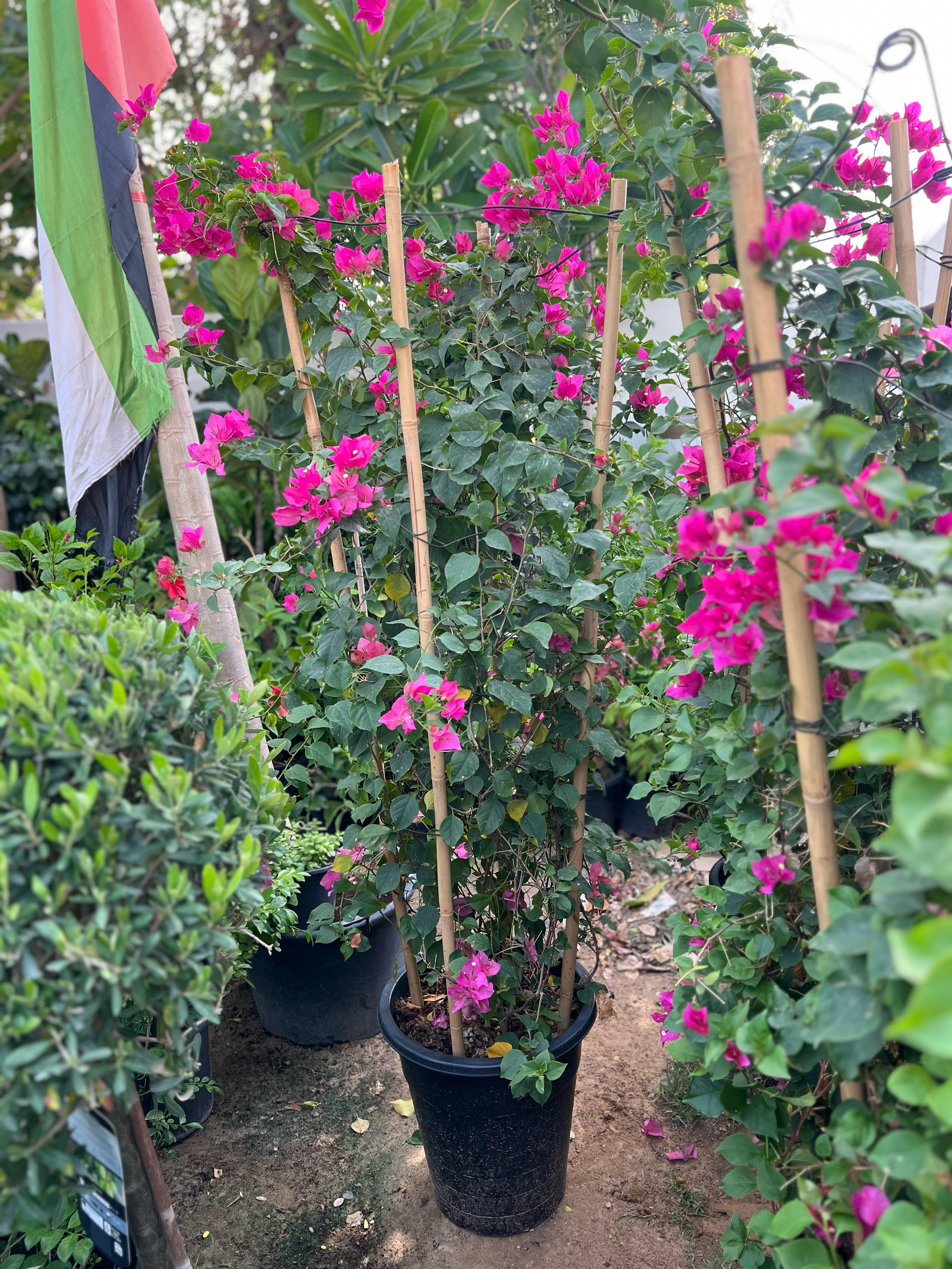 Bougainvillea plant from Plants House, 30-40cm tall, vibrant pink flowers, lush green foliage, potted indoor or outdoor decorative plant.