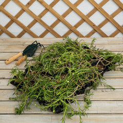 Portulaca Grandiflora ( Rose Moss )