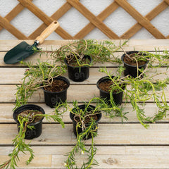 Portulaca Grandiflora ( Rose Moss )