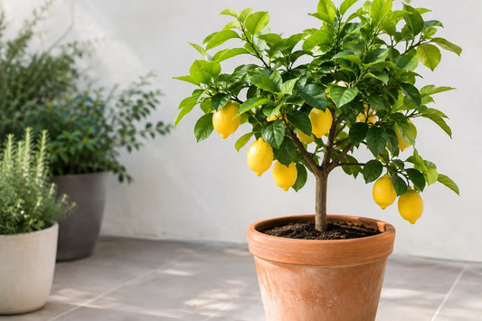 Can Lemon Trees Grow in Pots? Yes, Here’s How