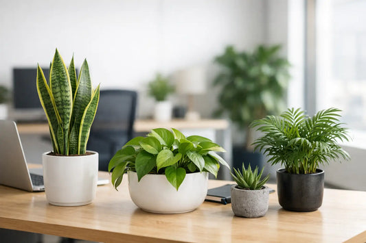 How to Choose Office Plants That Last