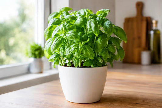 Can Basil Grow Indoors? Yes, if You Get This Right