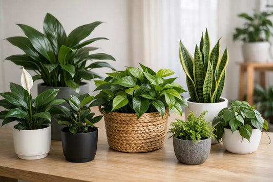 12 Best Low Light Houseplants for Easy Care