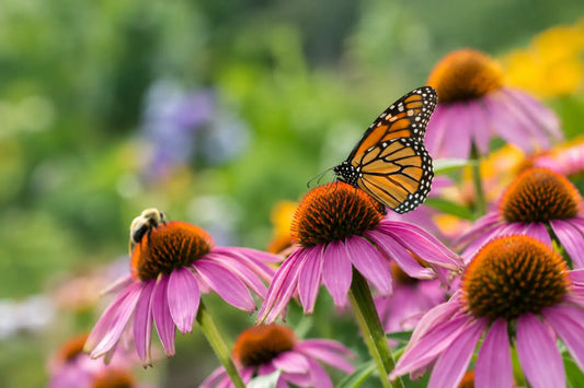 12 Best Flowering Plants for Pollinators