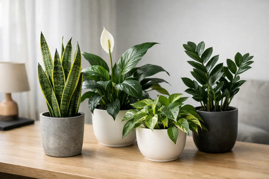Which Plants Survive Low Light Best?