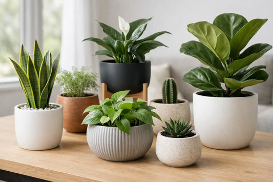 Best Pots for Indoor Plants at Home