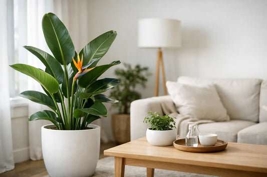 Bird of Paradise Indoor Care Made Simple