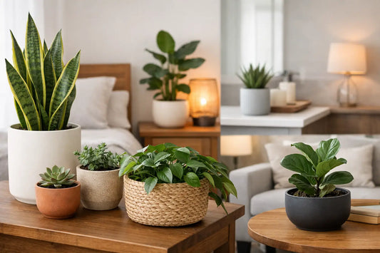 How to Choose Plant Pots for Every Room