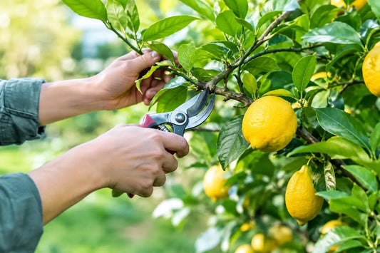 How to Prune Lemon Trees Without Losing Fruit