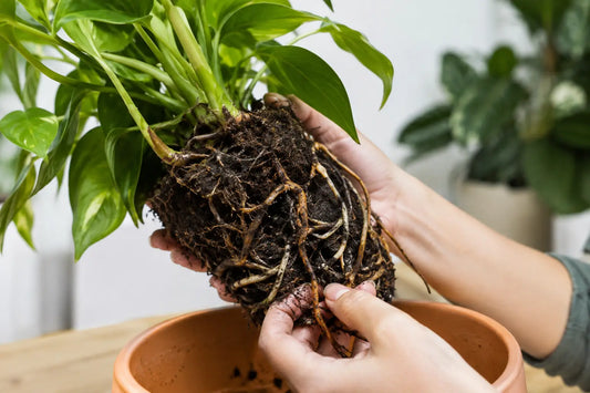 What Causes Root Rot? Signs, Fixes, and Prevention