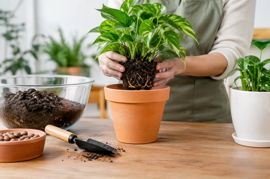 Do Plants Need Drainage? Simple Potting Basics