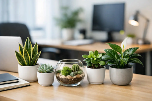 12 Best Plants for Office Desks