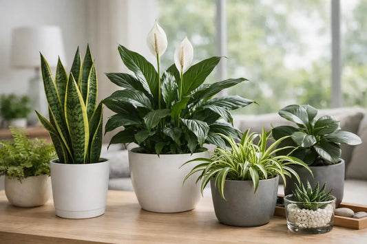 What Plants Clean Indoor Air? The Honest Answer