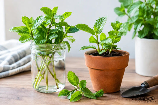 How to Propagate Mint Cuttings in Water or Soil