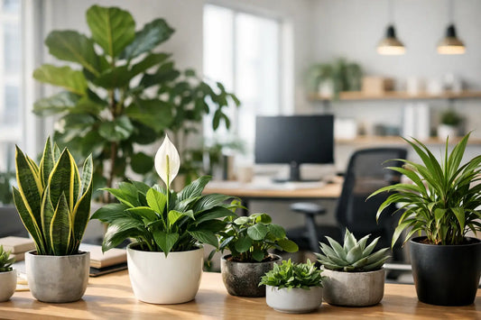 Office Plant Selection Guide for Better Workspaces