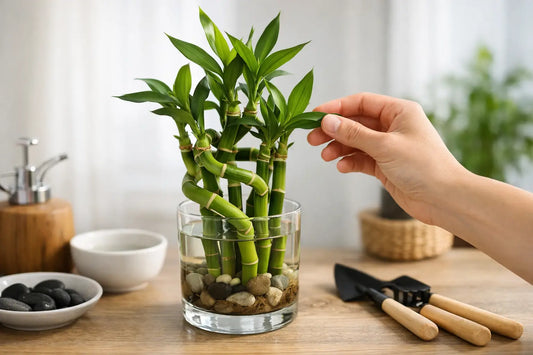 How to Care Lucky Bamboo the Right Way