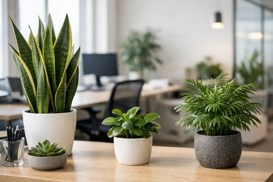 Best Indoor Plants for Offices