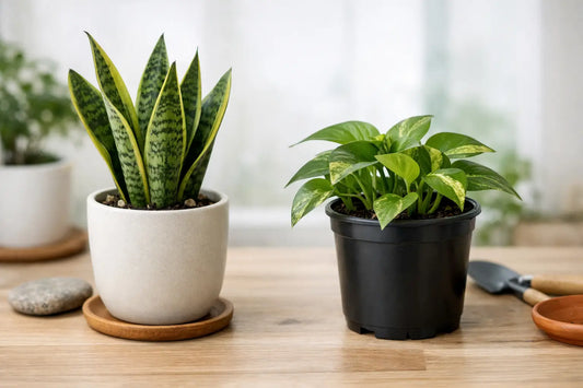 Ceramic Pots vs Plastic Pots for Your Plants