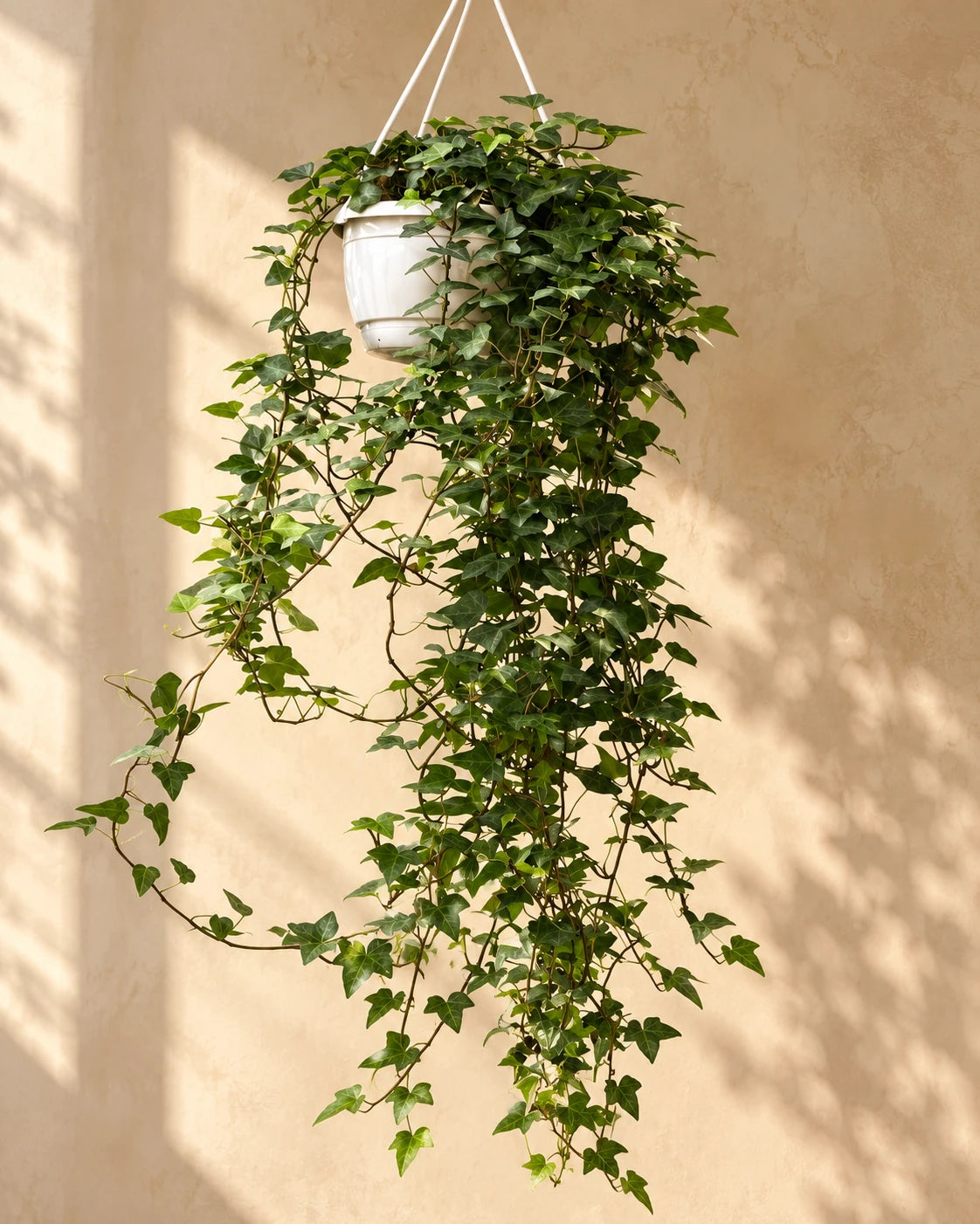 English Ivy (Hedera Helix) – Indoor Hanging Air Purifying Plant