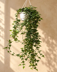 English Ivy (Hedera Helix) – Indoor Hanging Air Purifying Plant