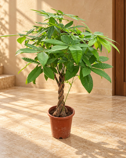 Money Tree Plant (Pachira Aquatica) – Indoor Lucky Plant