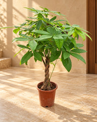 Money Tree Plant (Pachira Aquatica) – Indoor Lucky Plant
