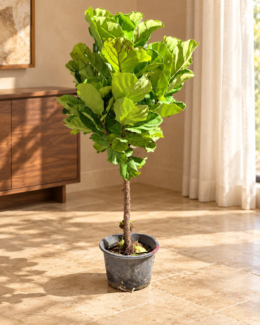 Fiddle Leaf Fig Tree (Ficus Lyrata) – Indoor Tropical Plant
