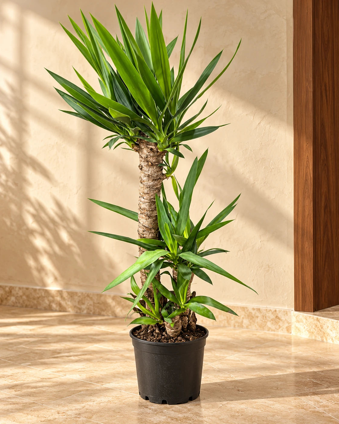Dracaena Yucca Plant (Yucca Elephantipes / Spineless Yucca)
