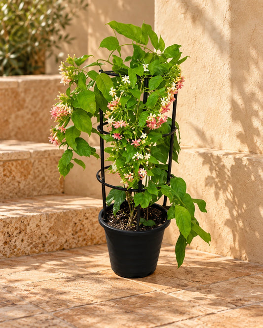 Quisqualis Indica Or Rangoon Creeper-CLIMBER