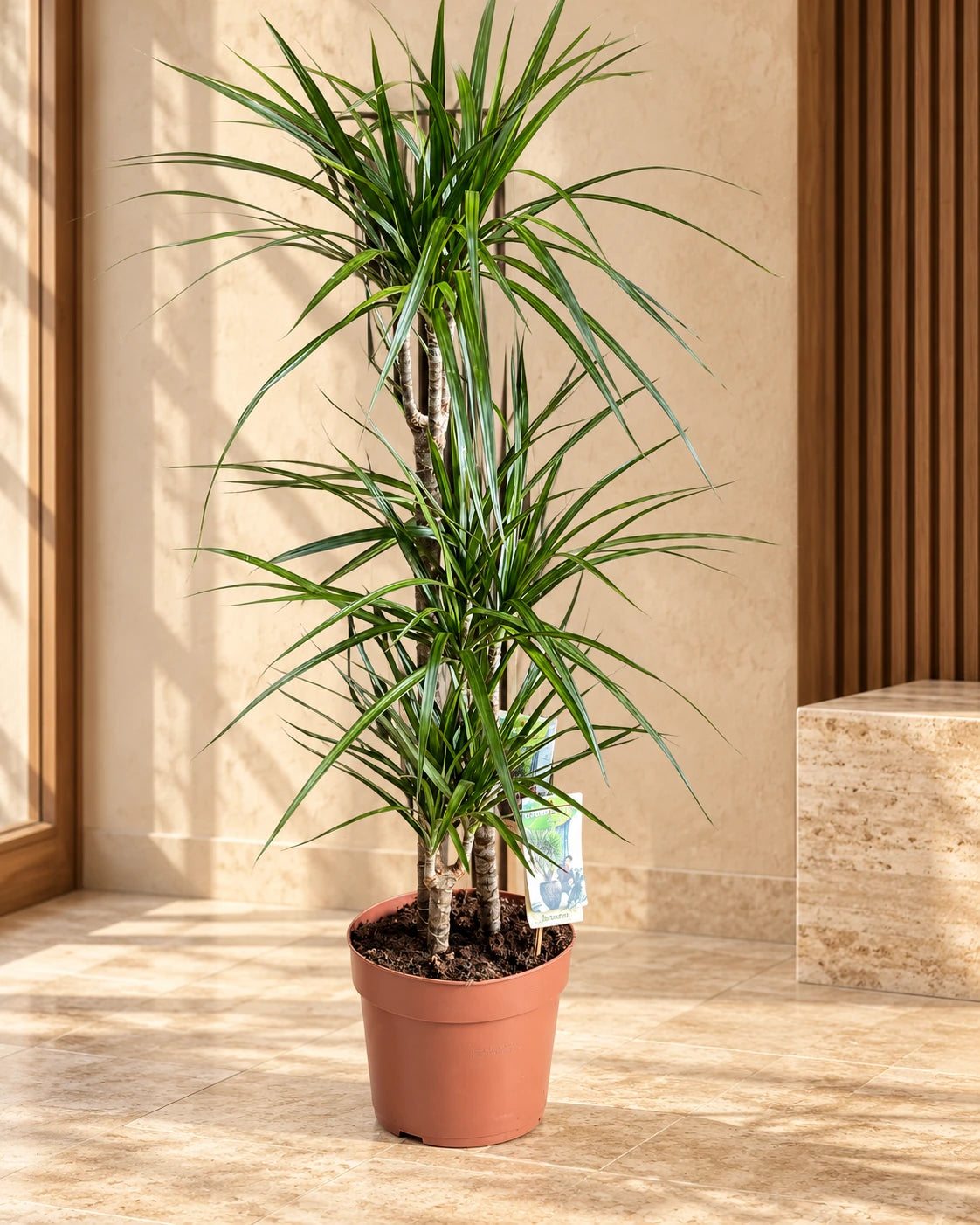 Dracaena Marginata – Madagascar Dragon Tree