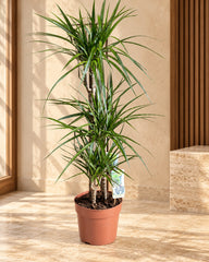 Dracaena Marginata – Madagascar Dragon Tree