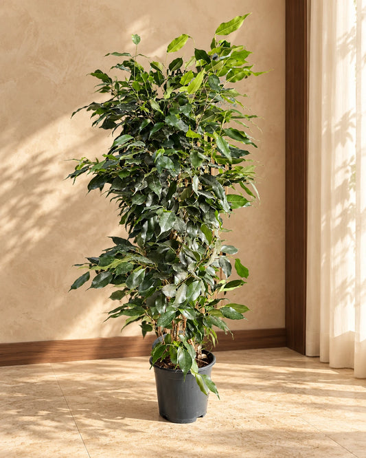 Ficus Benjamina ( Wheeping Fig ) 100cm - 120cm