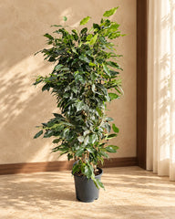 Ficus Benjamina ( Wheeping Fig ) 100cm - 120cm