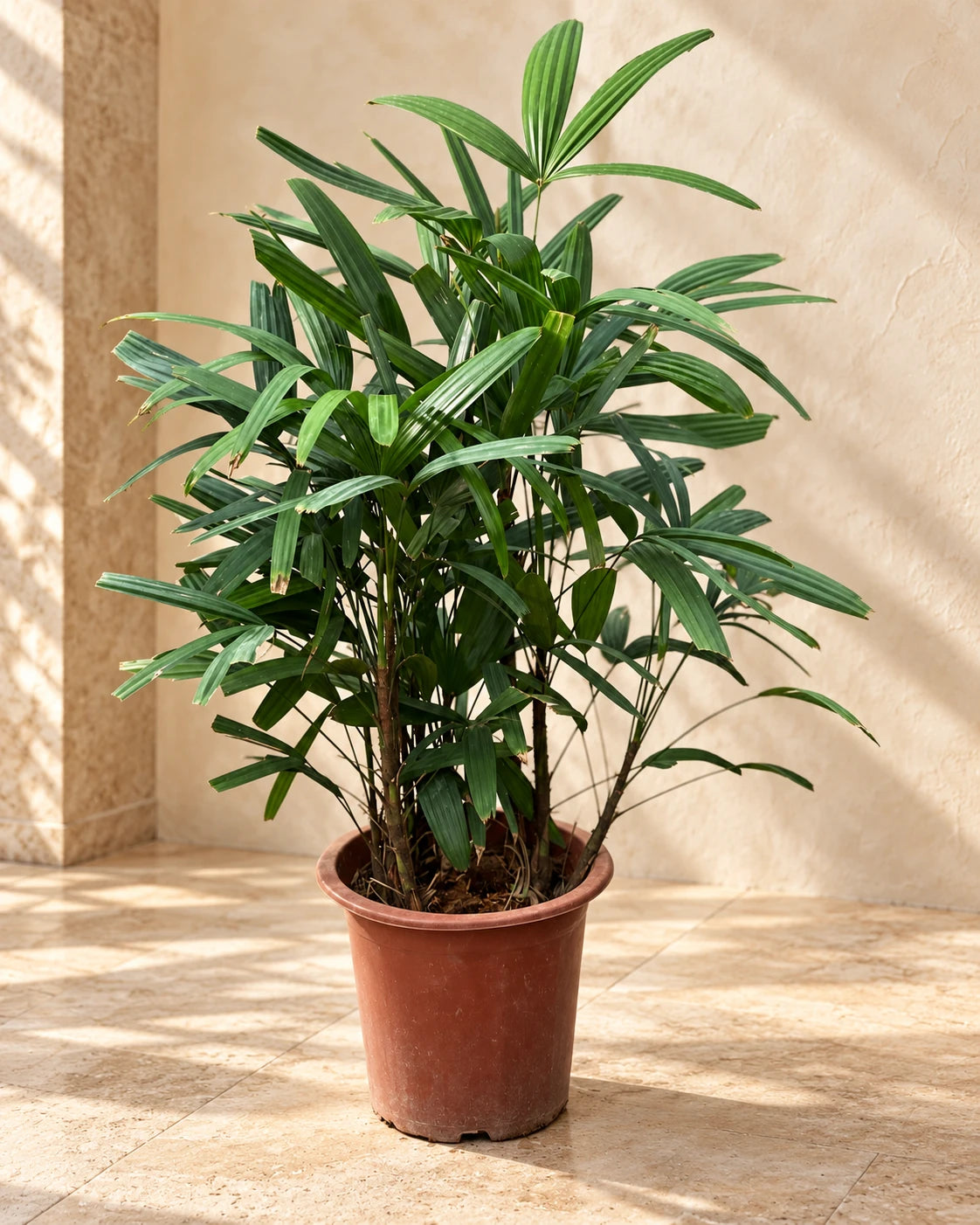Rhapis excelsa