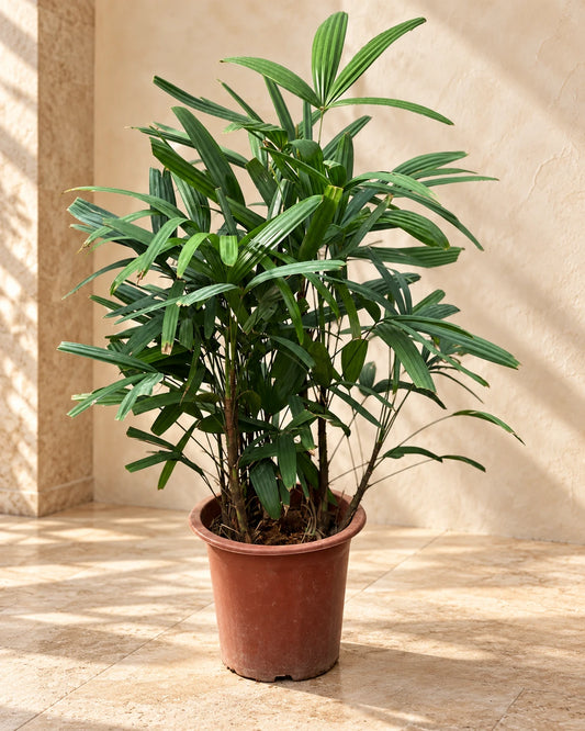 Rhapis excelsa