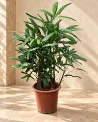 Rhapis excelsa