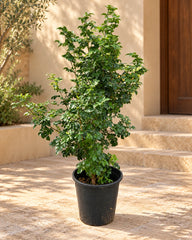 Murraya paniculata ( orange jasmine )